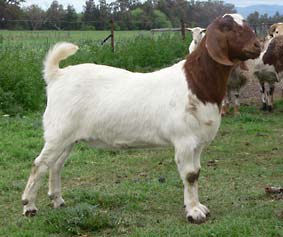 Fullblood Boer goatling from the Trigfry Goat Stud.