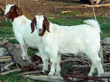 Fullblood twin boer kids sired by Elijah.