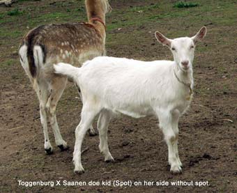 Toggenburg X Saanen doe kid for sale